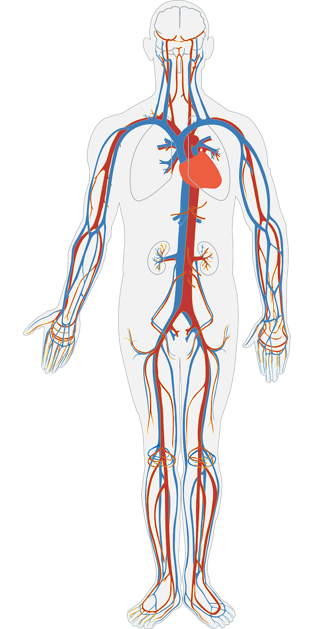 Stroke and Its Effects on the Body