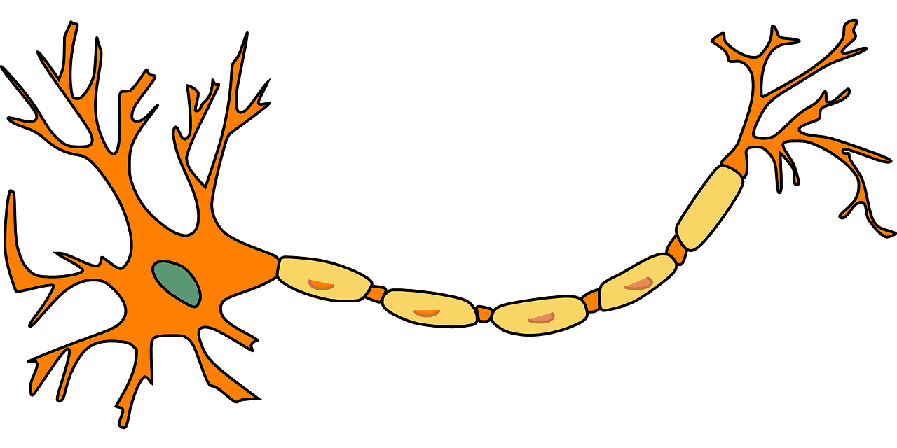 Nerve to Heal: Anabolic Steroids’ Potential in Guillain-Barré Syndrome