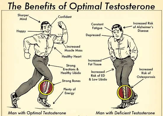 Benefits of Optimal testosterone levels and side effects of testosterone suppression.