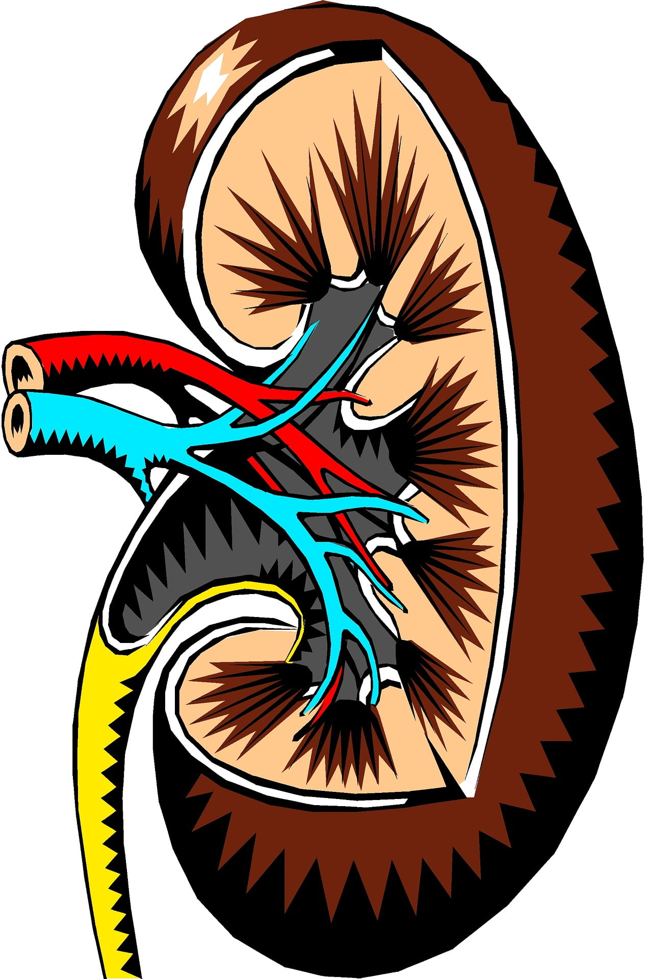The Effects of Anabolic Steroids on Liver and Kidney Health