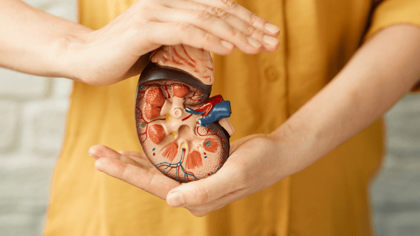 The Link between Anabolic Steroids and Kidney Health