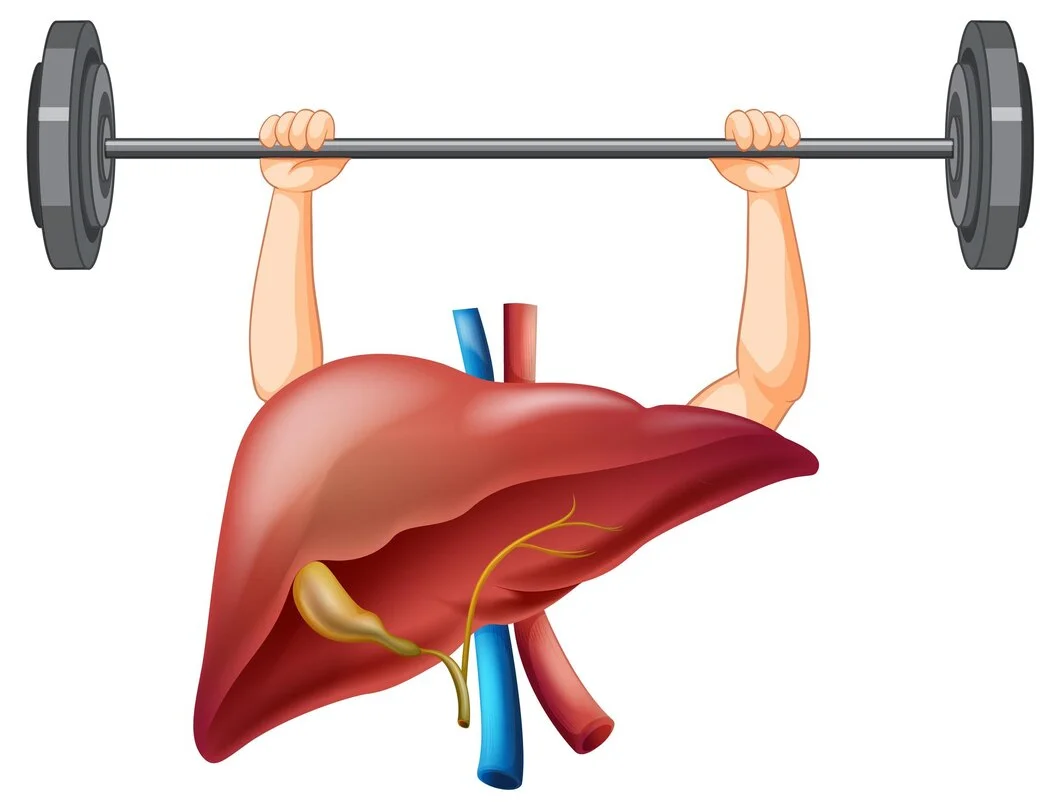 TUDCA Supplement and Liver Health: How it works