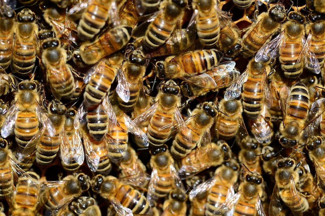 What to do if prednisone doesn’t work for hives?