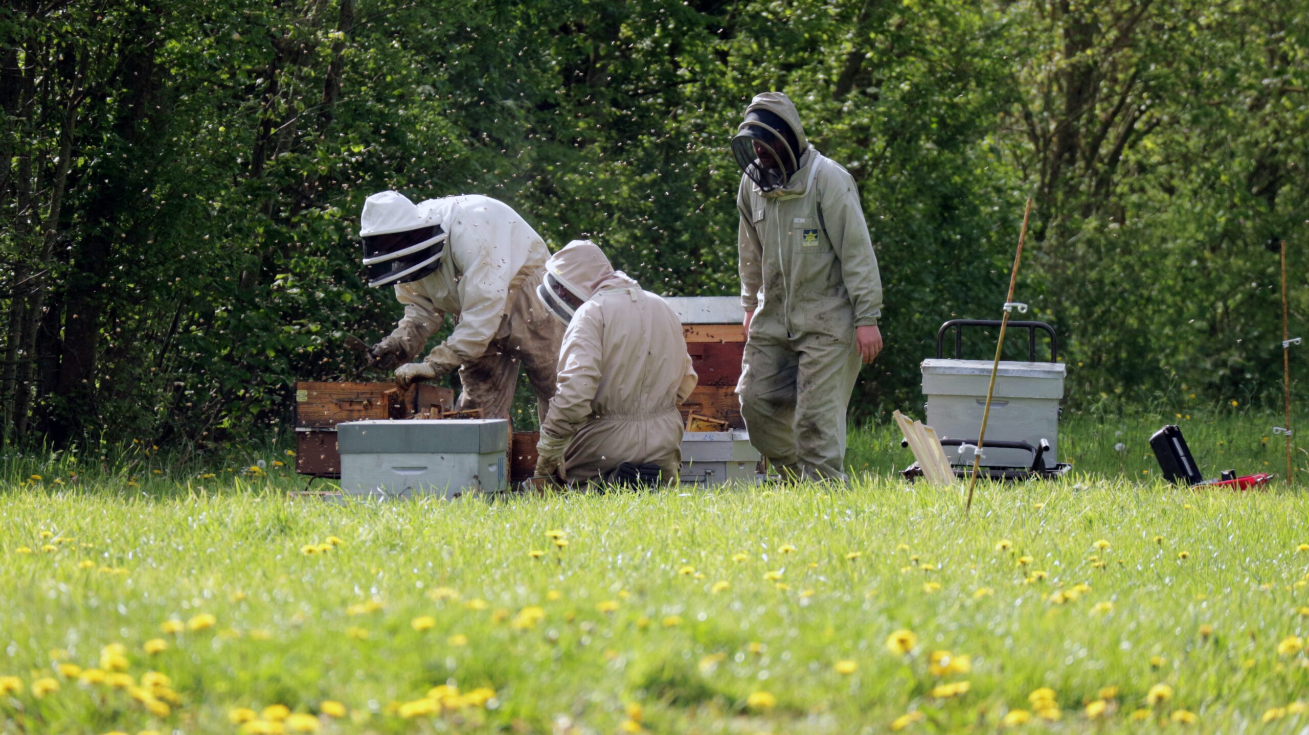 Hives Management in the UK