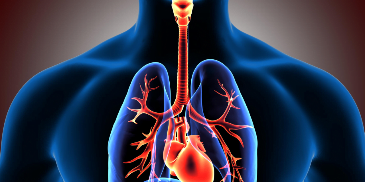 The impact of anabolic steroids on the respiratory system