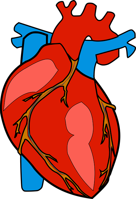 Why do steroids make your heart bigger?