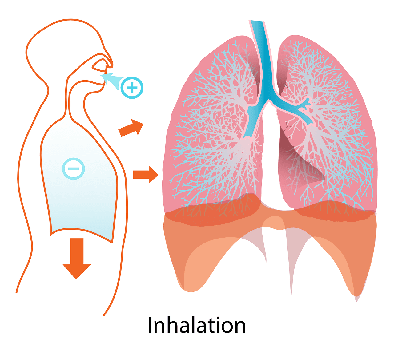 The Role of Steroids in Inhalers for Improved Respiratory Function