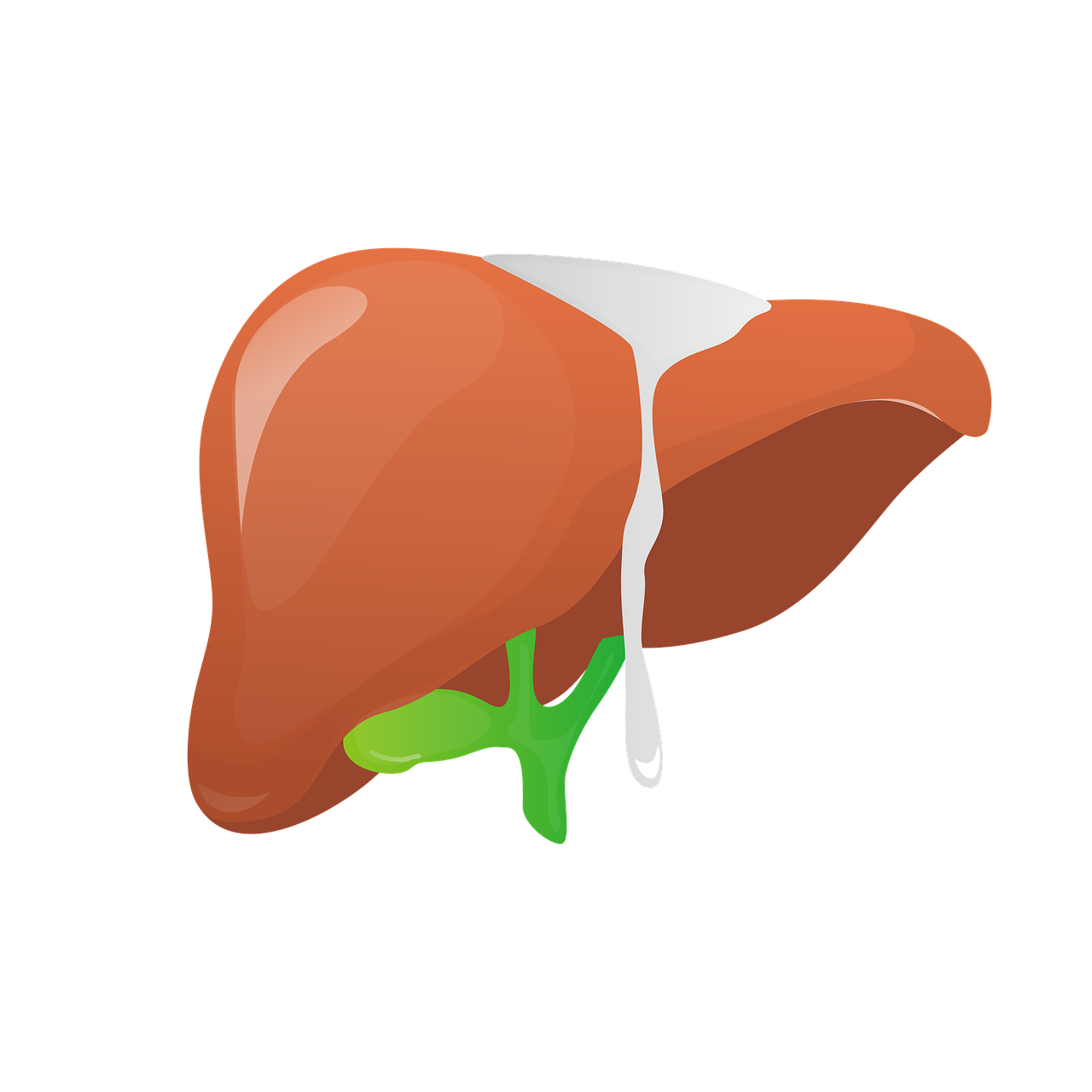 Liver Toxicity and Hepatotoxicity