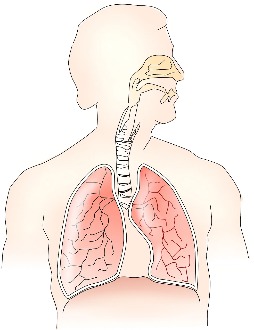 Previous Research on Anabolic Steroids in COPD