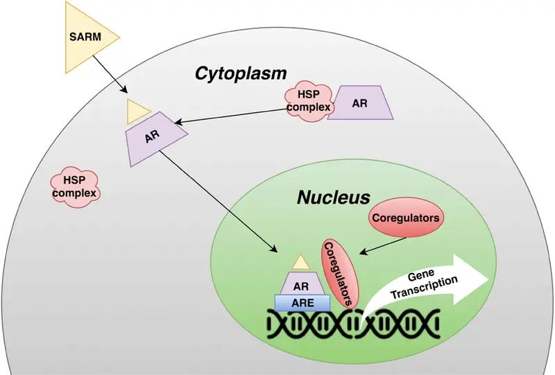 A diagram illustrating the binding process of Ostarine to androgen receptors