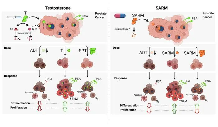 Comparison Between Testosterone (anabolic steroid) vs SARMs