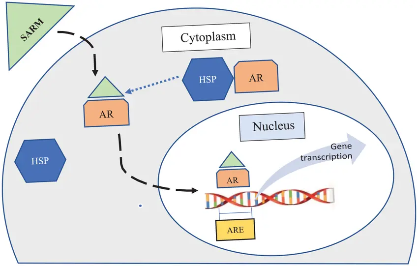 SARMS Mechanism of Action Diagram